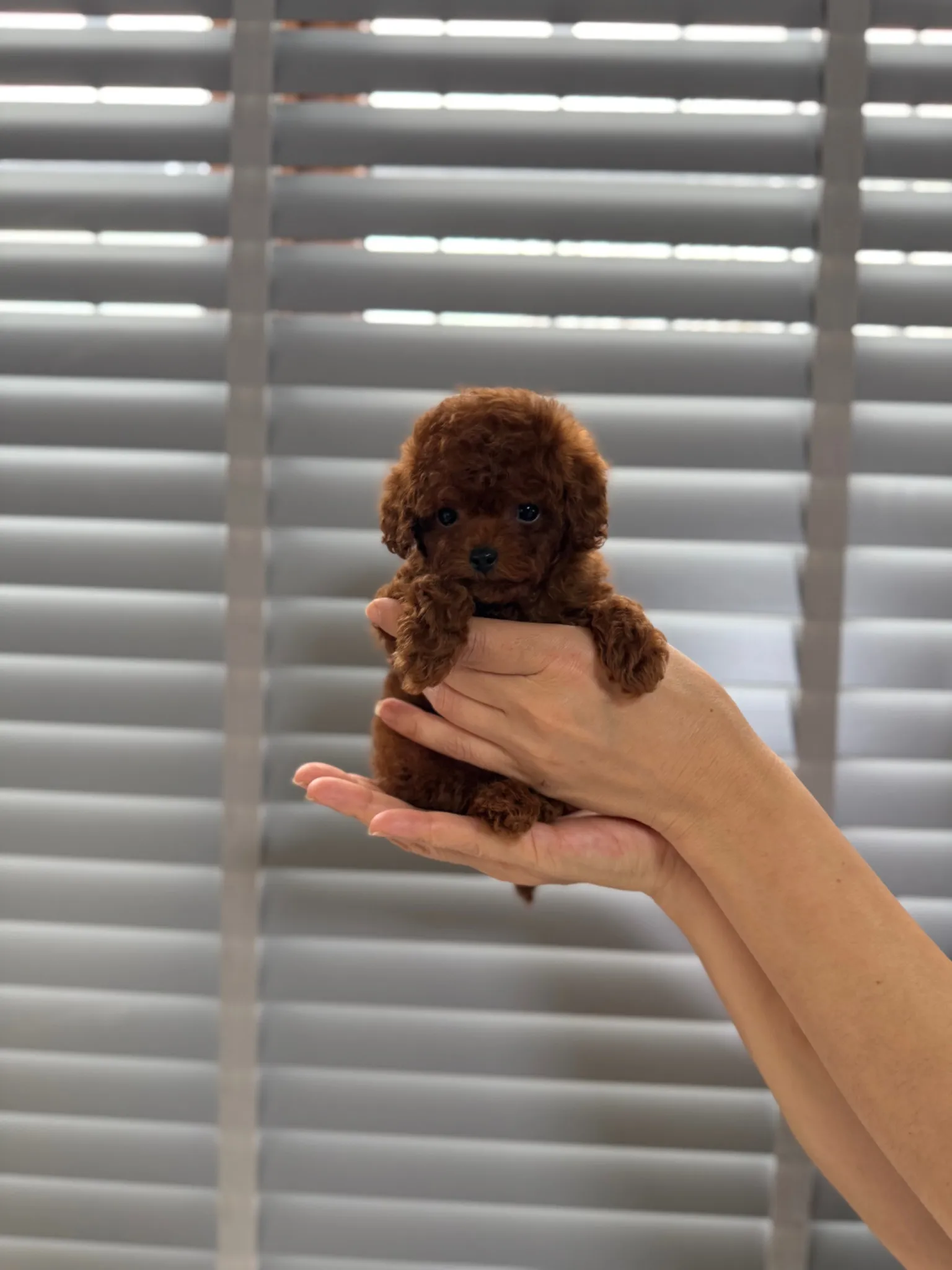 minik kahverengi toy poodle yavru elde tutulan küçük köpek