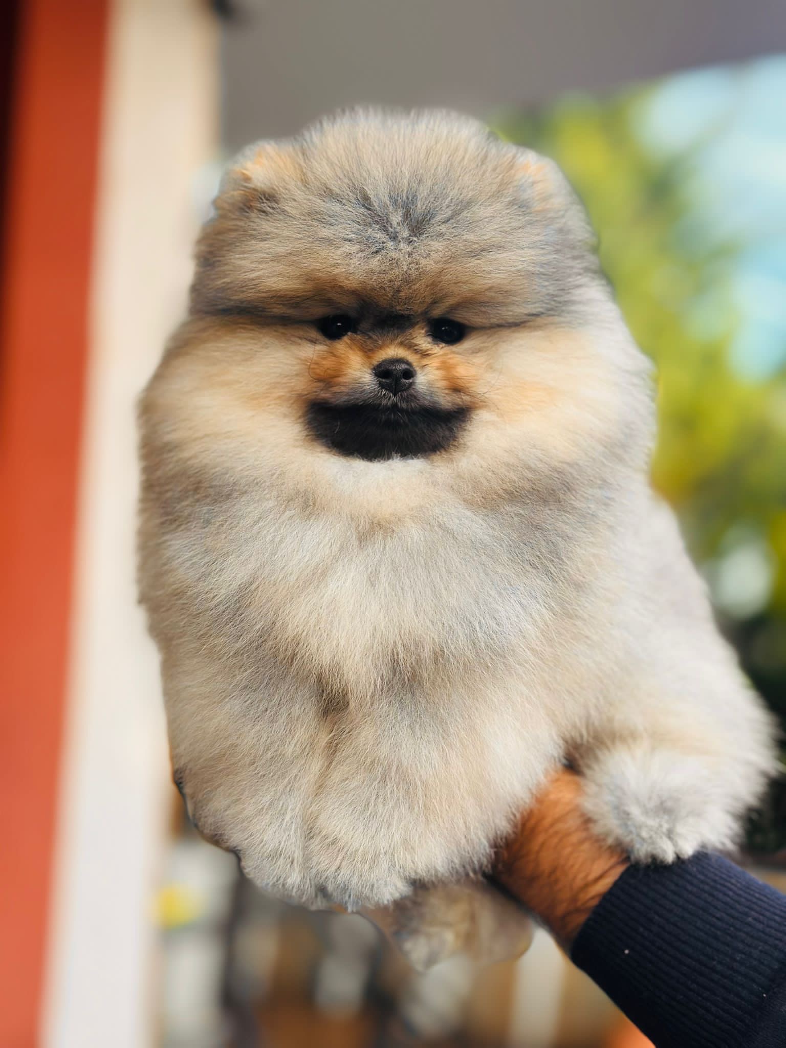 Toby