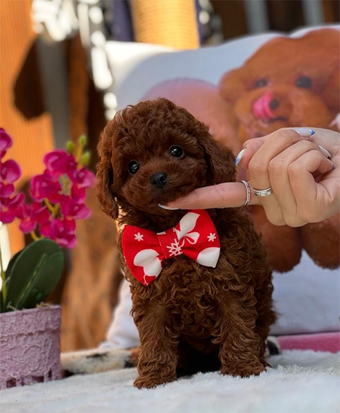 Coco