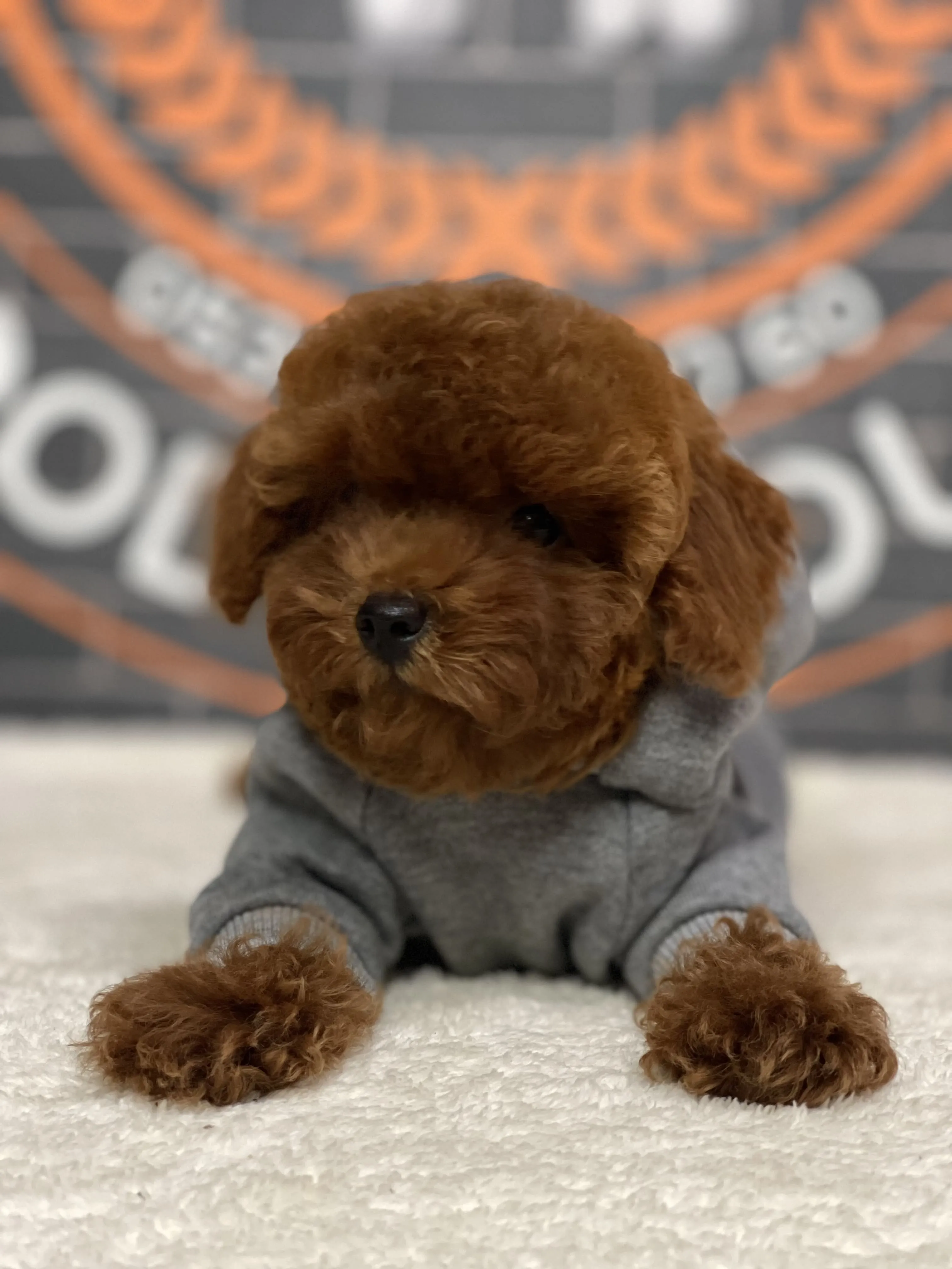 Bobi