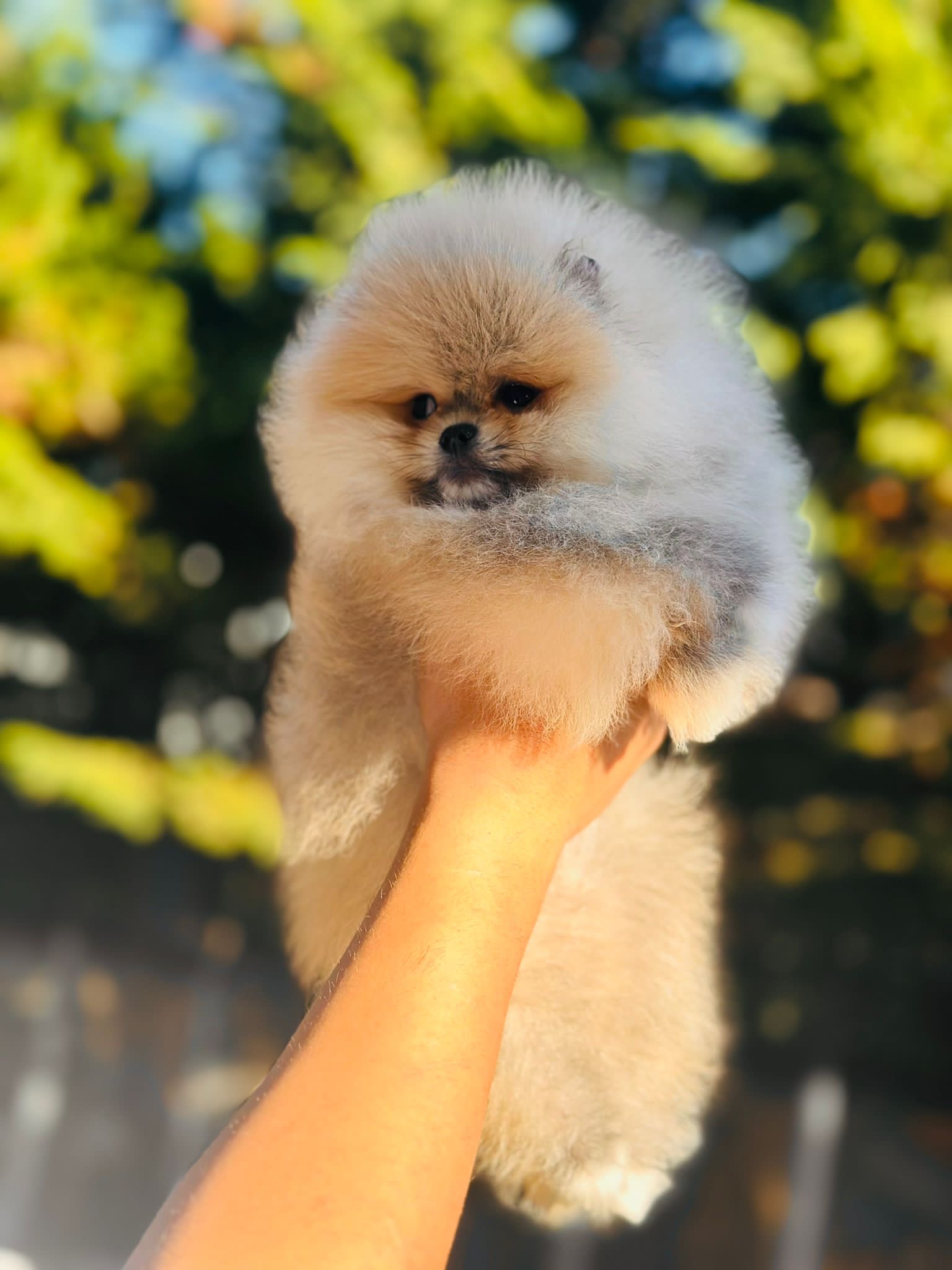 Zeus