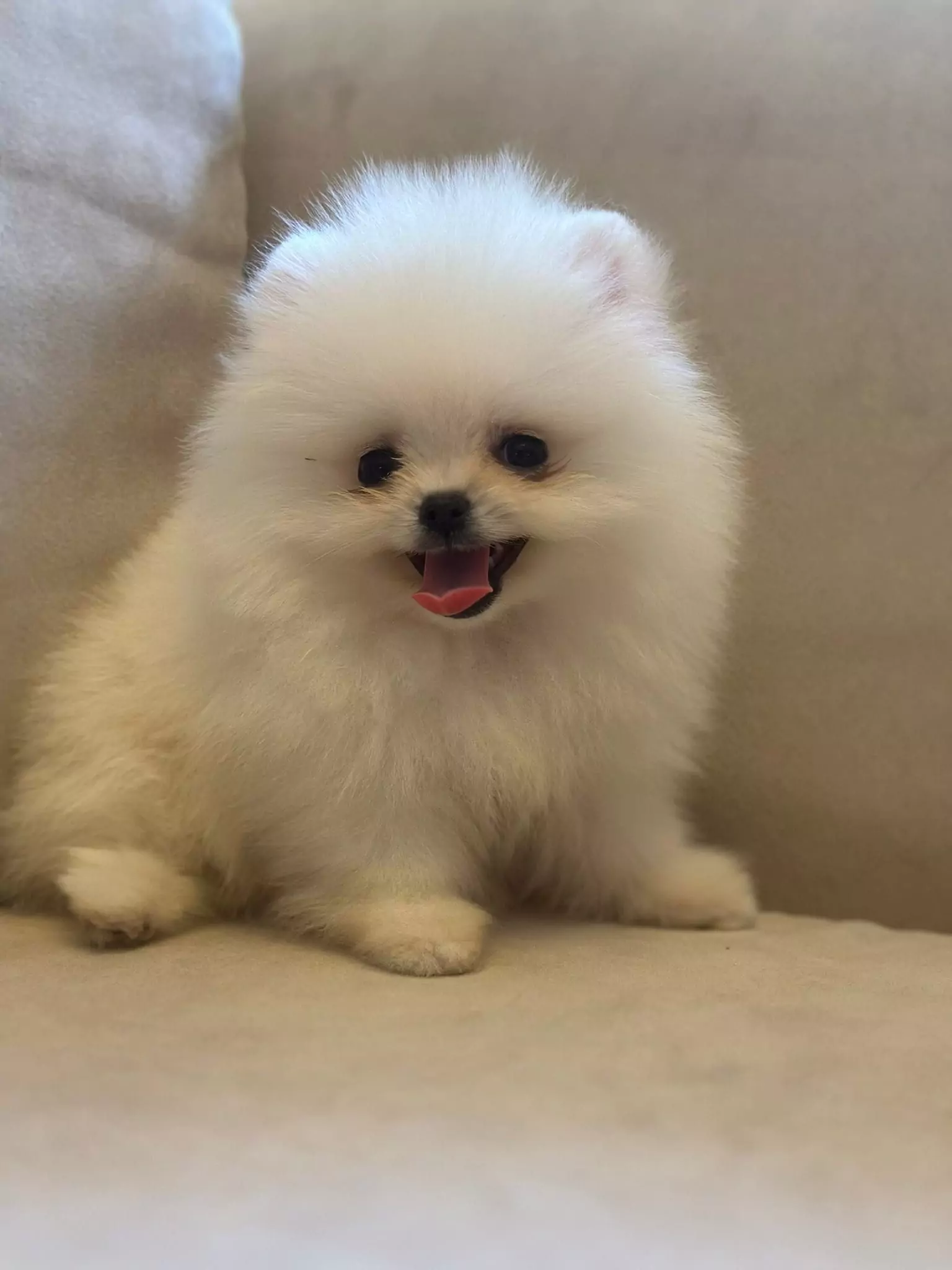 Toki